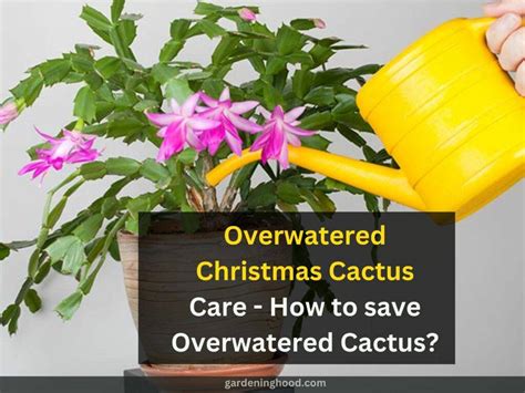 overwatered cactus care